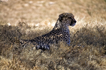 在阿托沙国家公园纳米比亚草地的猎豹图片