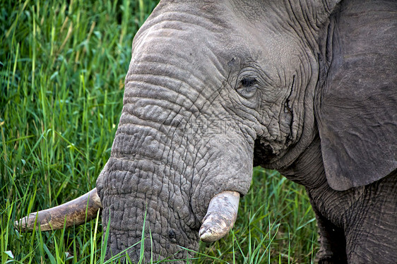 在阿托沙国立纳米比亚公园的大象近距离特写图片