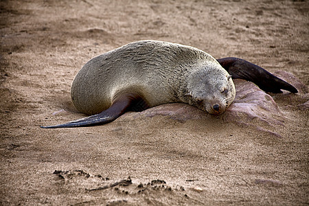 睡在非洲纳米比亚的海豹保留区海滩上背景图片