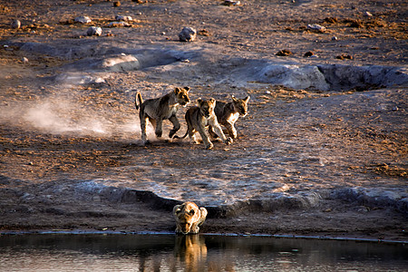 在埃托沙国家公园Namibia的一个水坑附近奔跑的幼狮图片