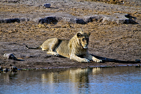 非洲纳米比亚国家公园Etosha国家公园水坑附近一个水坑旁躺着狮子图片