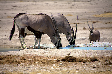 在Etosha国家公园纳米比亚的一个水坑里饮用图片