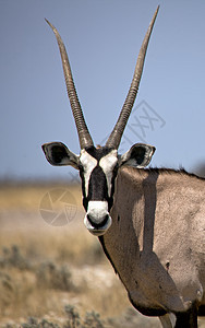 亚图沙国家公园纳米比亚野生动物跳羚公园国家动物图片