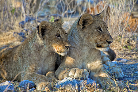 非洲纳米比亚阿图沙国家公园的两兄弟狮子幼崽图片