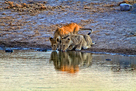 在Etosha国家公园Namibia的一个水坑里喝着两只狮子幼崽图片