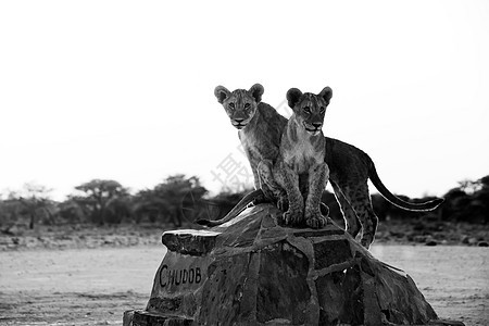 非洲纳米比亚国家公园的Etosha国家公园Chudob水坑两只狮子幼崽图片