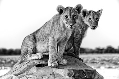 在非洲阿托沙纳米比亚的Chudob水坑 两只狮子幼崽动物野生动物脖子公园母狮国家图片