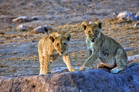 两只狮子幼崽看着我 看着阿托沙国家公园非洲纳米比亚图片