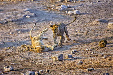 在非洲纳米比亚国家公园玩的两只狮子幼崽图片