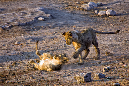 在非洲纳米比亚国家公园玩的两只年轻的狮子图片