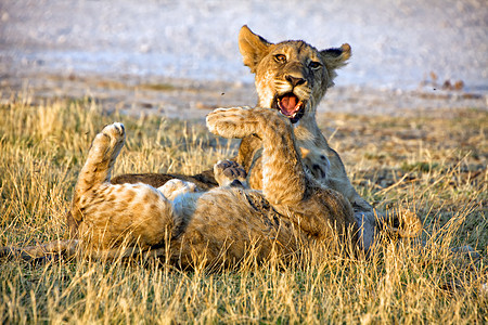 两只年轻的狮子幼崽在阿托沙国家公园纳米比亚玩耍图片