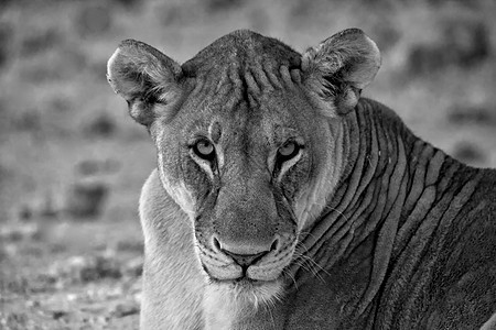 亚图沙国家公园非洲纳米比亚的一头狮子的黑脸图片