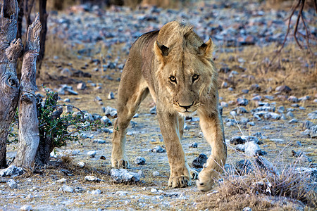 看着亚图沙国家公园非洲纳米比亚图片