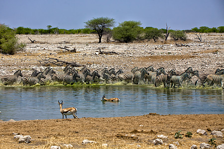 斑马从国家公园的一个水坑里跑出来图片