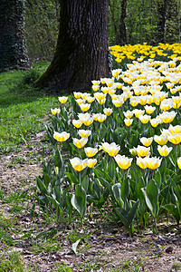 Tulips  雅普根品种花店场地季节植物植物群边界花园阳光叶子栽培图片