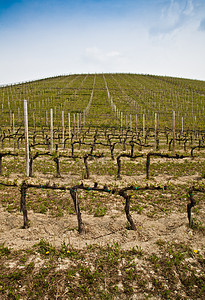 巴尔贝拉葡萄园     意大利葡萄园收成爬坡农田葡萄房子场地酒厂生长植物图片