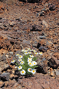 在火山沙漠里 孤独的卡通米尔 El Teide 特纳里夫图片