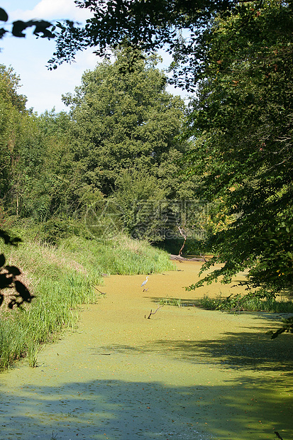 池塘淡水晴天环境植物绿色水池荒野漫滩棕色森林图片