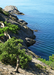 乌克兰 克里米亚 黑海 松树图片