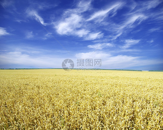 小麦田雏菊收成地平线阳光小麦核心天堂国家场地种子图片