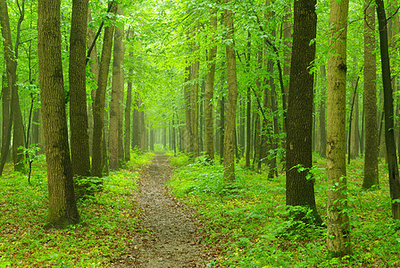 森林绿色叶子宏观环境植物树木生长树叶图片