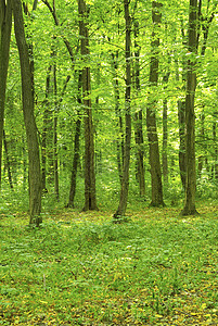 森林生态绿色植物阳光环境公园床单天堂图片