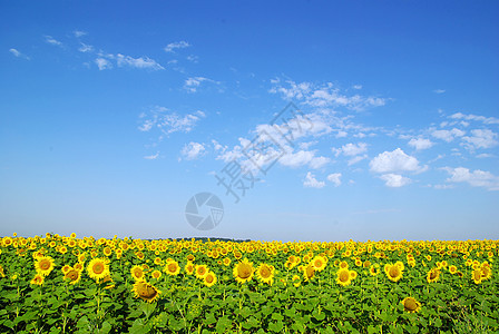 向向向外字段生长天空种植园植物晴天向日葵场景草地乡村绿色图片