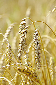 金金小麦收成面包种子谷物生产收获食物粮食玉米面粉图片