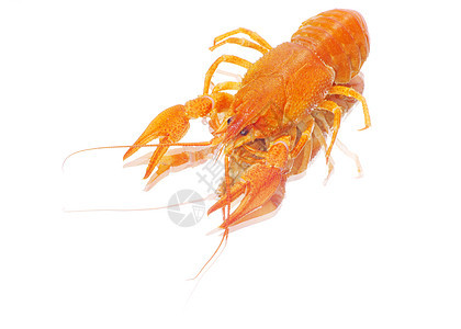 龙虾美食食物午餐淡水眼睛红色小龙虾天线宏观白色图片