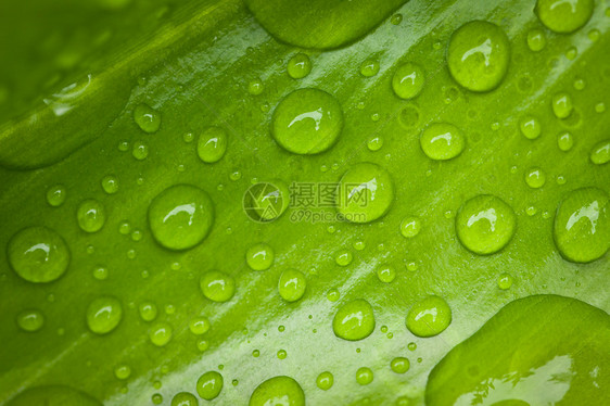 绿叶 加上水滴宏观环境活力绿色雨滴生长植物群花园植物叶子图片