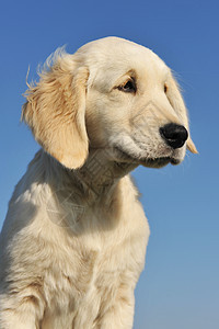 小小狗金色检索器猎犬蓝色宠物猎狗犬类天空白色动物图片