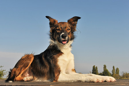 边边框collie白色蓝色女性棕色牧羊犬动物宠物犬类天空图片