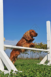 敏捷的贝皮鸡训练棕色天空闲暇犬类蓝色竞赛运动宠物动物图片