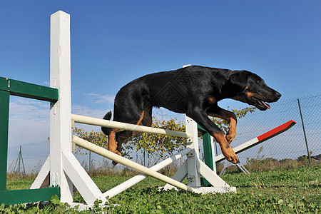 小小狗敏捷的比阿生龙训练跳跃竞赛天空犬类牧羊犬黑色蓝色动物牧羊人图片