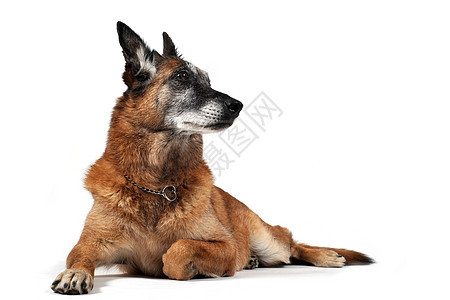旧麦地利宠物警觉牧羊人工作室犬类动物警犬棕色背景图片