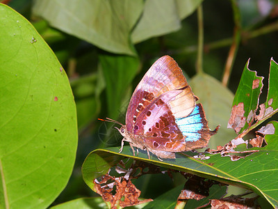昆士兰州雨林蝴蝶组织图片