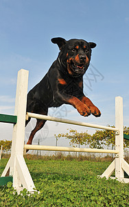 灵活地使用鼠鸟跳跃犬类宠物训练纳犬动物黑色蓝色天空竞赛图片