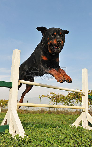 灵活地使用鼠鸟跳跃犬类宠物训练纳犬动物黑色蓝色天空竞赛图片