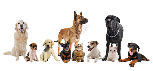 类小狗和猫犬类獒犬工作室甘蔗牧羊犬猎犬婴儿宠物团体动物图片