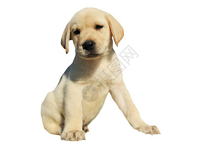 小狗拉布拉多检索器宠物工作室犬类动物白色婴儿图片