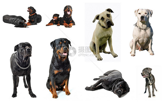 警卫警犬小狗獒犬黑色犬类宠物衣领甘蔗纳犬工作室动物图片