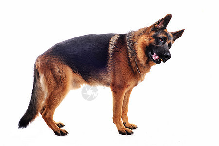 德国牧羊人棕色男性牧羊犬宠物警觉犬类工作室动物警犬图片