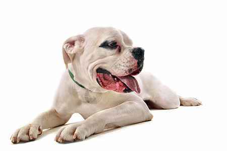 白色弓箭动物斗牛犬工作室宠物犬类舌头图片