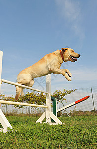 快速的拉布拉多检索器训练运动犬类宠物动物猎犬竞赛天空跳跃蓝色图片