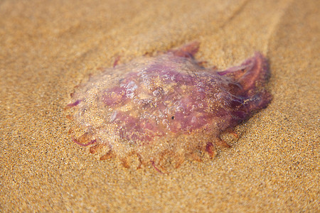 躺在沙滩上的 medusa图片