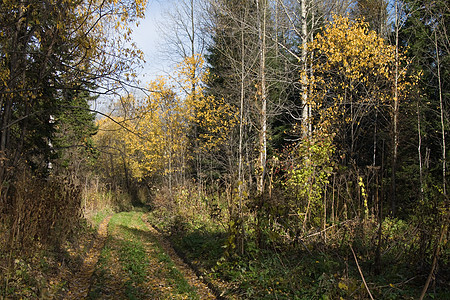 秋季蓝色场景天空森林季节黄色风景乡村图片