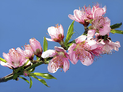 盛开的桃子树枝图片