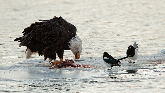 秃鹰喂养羽毛食肉航班翅膀荒野领导猎物力量捕食者旅行图片