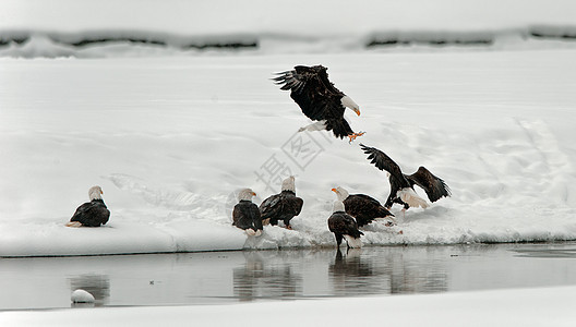 秃鹰的喂养国家白尾翅膀航班荒野捕食者猎物羽毛团体海藻图片