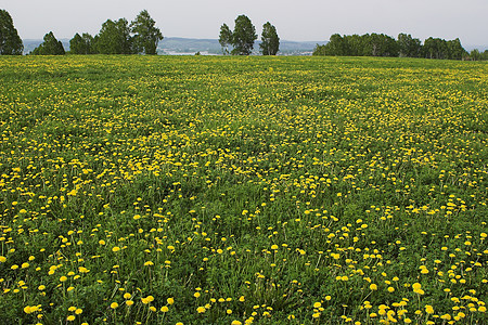 千当度农业乡村牧场黄色植物场地花朵草地木头绿色图片